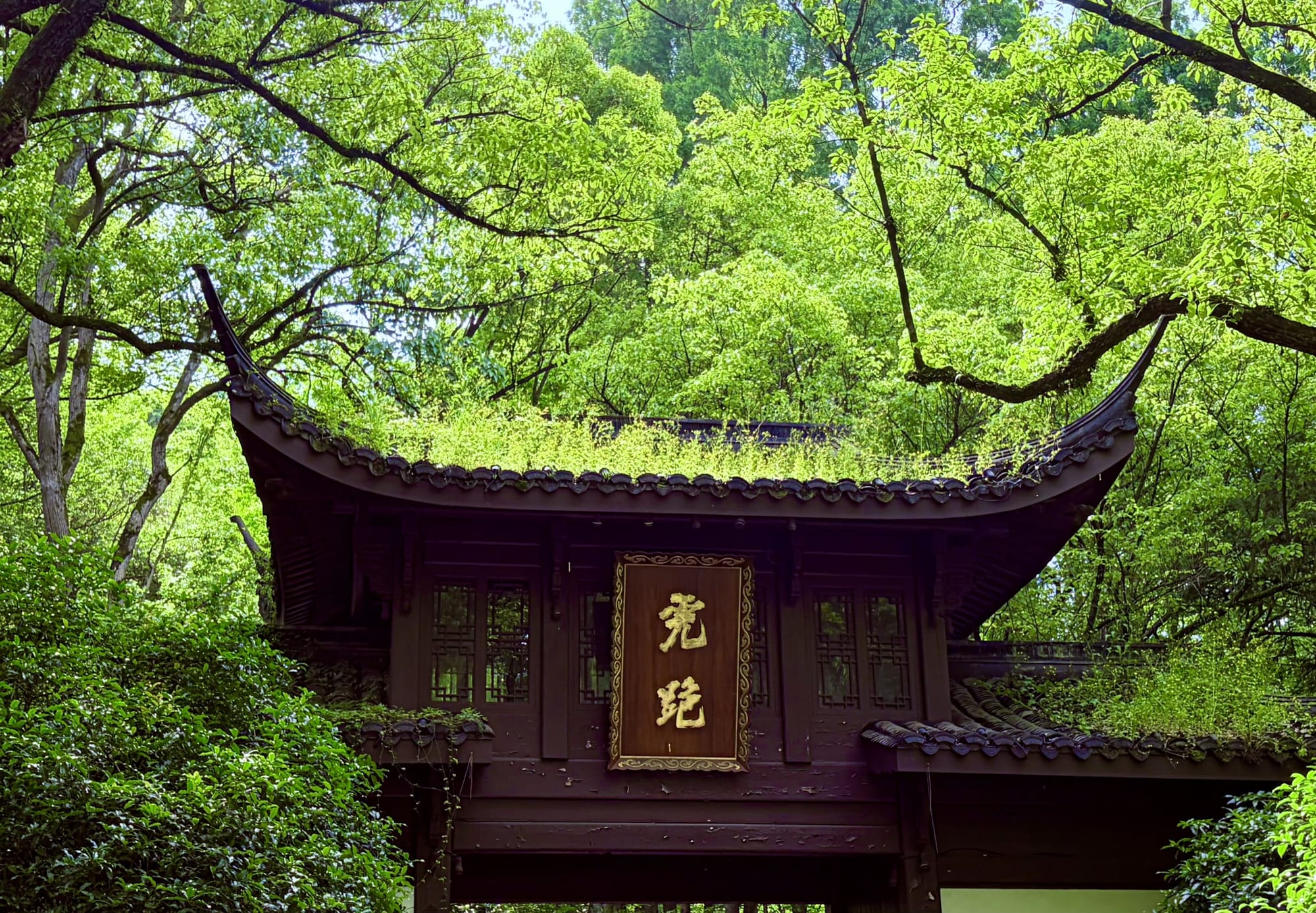 春天的虎跑。绿先吵了起来，寺庙还没开口。